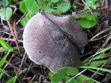 Tricholoma terreum image