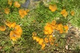 Orbilia delicatula image