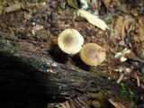 Simocybe centunculus var. centunculus image