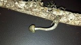 Psilocybe azurescens image