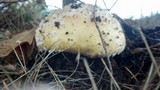 Amanita muscaria var. formosa image
