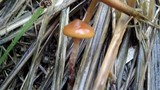 Psilocybe azurescens image