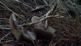 Psilocybe azurescens image