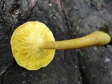 Tricholomopsis flammula image