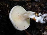 Clitopilus prunulus image