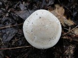 Clitopilus prunulus image
