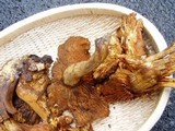 Gymnopilus luteus image