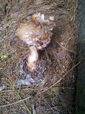 Amanita brunnescens image