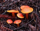 Hygrocybe marchii image
