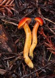 Hygrocybe marchii image
