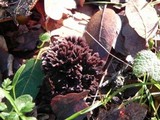 Thelephora palmata image