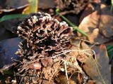 Thelephora palmata image
