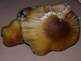 Tricholoma arvernense image