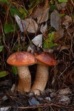 Leccinum manzanitae image