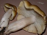 Tricholoma arvernense image