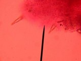 Peniophorella pubera image