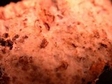 Peniophorella pubera image