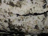 Botryohypochnus isabellinus image