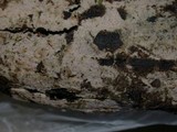 Botryohypochnus isabellinus image