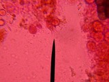 Basidiodendron caesiocinereum image