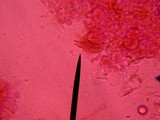 Basidiodendron caesiocinereum image