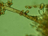 Coniophora olivacea image