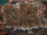 Coniophora olivacea image