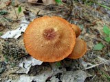 Laccaria proxima image