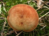 Laccaria trullisata image