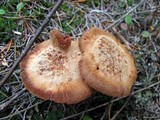 Laccaria trullisata image