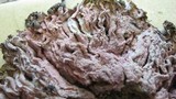 Mycogone rosea image
