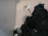 Collybia cirrhata image