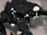 Collybia cirrhata image