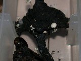 Collybia cirrhata image
