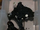 Collybia cirrhata image