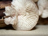 Lentinellus occidentalis image