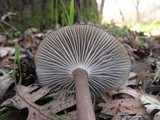 Clitocybula atrialba image