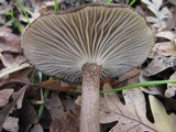 Clitocybula atrialba image