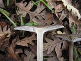 Clitocybula atrialba image