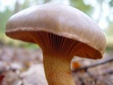 Chroogomphus rutilus image