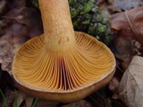 Chroogomphus rutilus image
