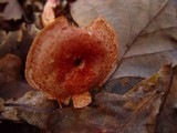 Cortinarius bolaris image
