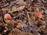 Cortinarius bolaris image