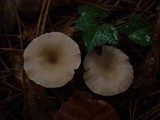 Clitocybe fragrans image