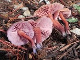 Laccaria bicolor image