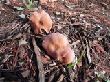 Laccaria bicolor image