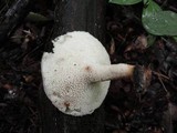 Polyporus craterellus image