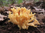 Clavulinopsis corniculata image