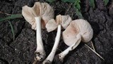 Termitomyces clypeatus image