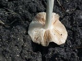 Termitomyces clypeatus image